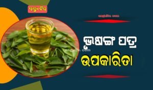 Read more about the article ଶରୀରର ସବୁ ସମସ୍ୟା ଦୂର କରେ ଭୃସଙ୍ଗ ପତ୍ର ଚା’, ଜାଣନ୍ତୁ ଏହାର ପ୍ରସ୍ତୁତି ଓ ଫାଇଦା