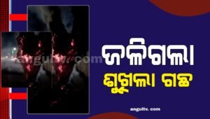 Read more about the article ହୁ ହୁ ହୋଇ ଜଳିଲା ଅନୁଗୁଳ ସଭା ଘର ପାଖରେ ଥିବା ଗଛ, ନିଆଁକୁ ଆୟତ୍ତ କଲା ଅଗ୍ନିଶମ ବାହିନୀ