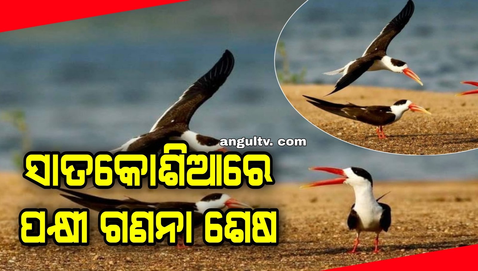 You are currently viewing ସାତକୋଶିଆରେ ପକ୍ଷୀ ଗଣନା ଶେଷ, ଏ ବର୍ଷ ଆସିଛନ୍ତି ଅଧିକ ବିଦେଶୀ ଅତିଥି