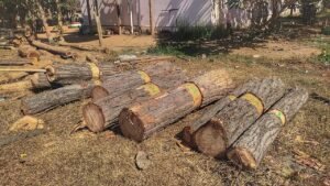 Read more about the article କାଠ ଚୋରି ବେଳେ ଛେଣ୍ଡିପଦା ବନ ବିଭାଗର ଅତର୍କିତ ଚଢ଼ଉ, ୬୦ ହଜାର ଟଙ୍କାର ୮ ଶାଳ ଗଣ୍ଡି ଜବତ