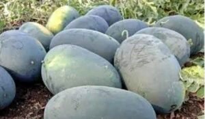 Read more about the article ଛୋଟ ଚାଷୀଙ୍କ ମୁହଁରେ ହସ ଫୁଟାଉଛି ତରଭୁଜ
