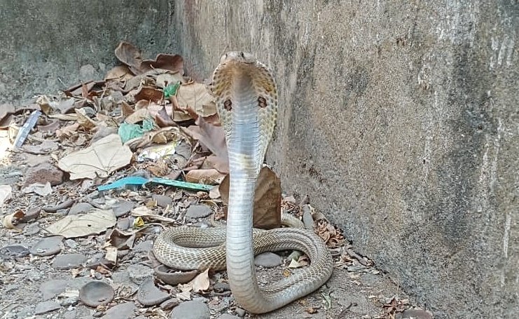 You are currently viewing ଶୈଳ ଶ୍ରୀକ୍ଷେତ୍ର ପରିସରରୁ ନାଗ ଉଦ୍ଧାର