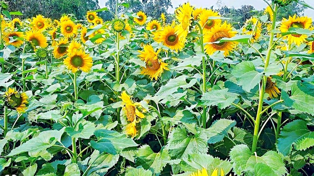 You are currently viewing ମହିଳା ଗୋଷ୍ଠୀ କଲେ ସୂର୍ଯ୍ୟମୁଖୀ ଚାଷ