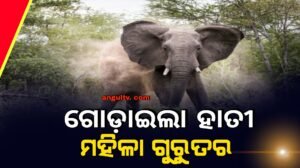 Read more about the article ଆମ୍ବ ଗୋଟାଇବାକୁ ଯାଇଥିବା ବେଳେ ଗୋଡ଼ାଇଲା ହାତୀ, ମହିଳା ଗୁରୁତର