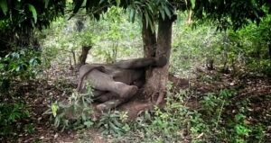 Read more about the article ଆମ୍ବ-ପଣସ ଖାଇବାକୁ ଆସି ଗଛ ଫାଙ୍କରେ ଫସିଲା ମାଈ ହାତୀ, ବନ ବିଭାଗ କଲା ଉଦ୍ଧାର