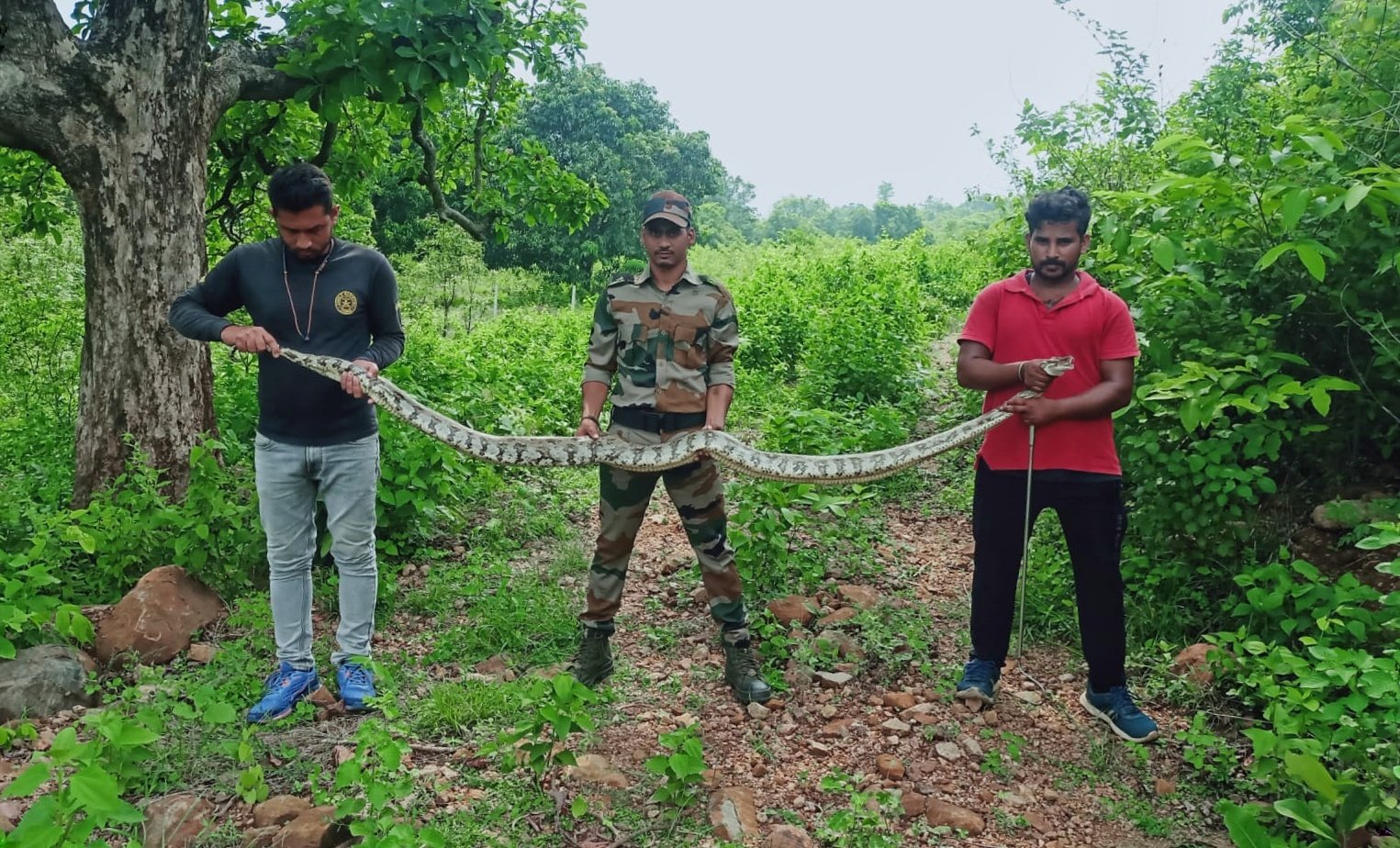 You are currently viewing ଛେଳି ଗିଳୁଥିବା ବେଳେ ବିରାଟ ଅଜଗର ଉଦ୍ଧାର, ବନ ବିଭାଗକୁ ହସ୍ତାନ୍ତର କଲେ ଗାଁ ଲୋକ