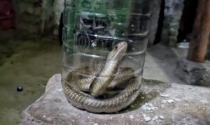 Read more about the article ତେଣ୍ଟୋଲୋଇରେ ୪ ଫୁଟିଆ ବିଶାଳ ନାଗ ସାପ ଉଦ୍ଧାର