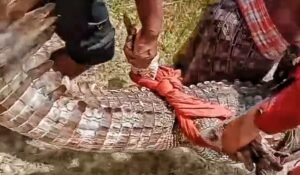 Read more about the article ପୁରୁଣାକୋଟ ଗାଁ ପୋଖରୀରୁ କୁମ୍ଭୀର ଉଦ୍ଧାର କଲା ବନ ବିଭାଗ, ଏବେ ବି ଆଉ ଗୋଟେ କରୁଛି ଚଳପ୍ରଚଳ