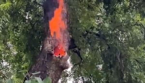 Read more about the article ଅଦ୍ଭୁତ ଘଟଣା! ବିନା କାରଣରେ ନିମ ଗଛରୁ ବାହାରୁଛି ନିଆଁ