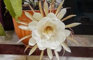 Read more about the article ବିଜୟଲକ୍ଷ୍ମୀଙ୍କ ଘରେ ବ୍ରହ୍ମ କମଳ ଫୁଟିଲା