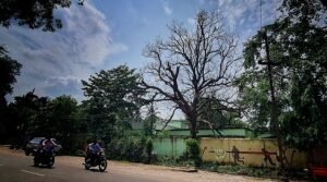 Read more about the article ବିପଦକୁ ଆମନ୍ତ୍ରଣ କରୁଛି ଶୁଖିଲା ଆମ୍ବ ଗଛ, ଝଙ୍କାଏ ପବନ ଦେଲେ ଉପୁଡ଼ିବା ଥୟ