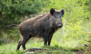 Read more about the article ନାଲକୋ ପ୍ଲାଣ୍ଟ ପରିସରରେ ବାରହା ଆତଙ୍କ, ଯୁବକ ଆହତ