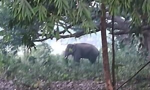 Read more about the article ତୁରଙ୍ଗ ଗ୍ରାମରେ ହାତୀ ଆତଙ୍କ, ଖାଇଗଲେ ପରିବା ଫସଲ