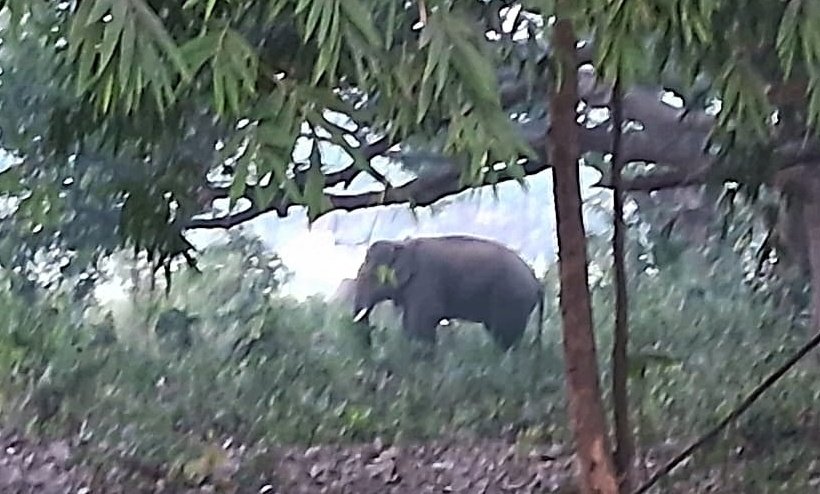 You are currently viewing ତୁରଙ୍ଗ ଗ୍ରାମରେ ହାତୀ ଆତଙ୍କ, ଖାଇଗଲେ ପରିବା ଫସଲ