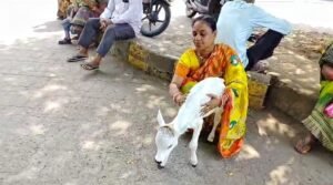 Read more about the article ସମୂହ ଛୁଟିରେ ପ୍ରାଣୀ ଚିକିତ୍ସକ: ବାଛୁରୀ ଛୁଆର ଚିକିତ୍ସା କରିବା ପାଇଁ ଜିଲ୍ଲାପାଳଙ୍କ କାର୍ଯ୍ୟାଳୟର ଦ୍ଵାରସ୍ଥ ହେଲେ ମାଲିକ