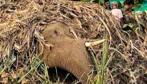 Read more about the article ଆଖୁ ଲୋଭରେ ଆସି କରେଣ୍ଟ ଲାଗି ଦନ୍ତା ହାତୀ ମୃତ