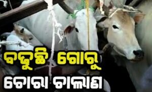 Read more about the article ବେଆଇନ ଗୋରୁଚାଲାଣ ଅଭିଯୋଗ