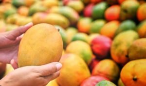 Read more about the article ଫଳ ପଚାଇବା ପାଇଁ କାର୍ବାଇଡକୁ ବ୍ୟାନ୍ କଲା ଏଫଏସଏସଏଆଇ