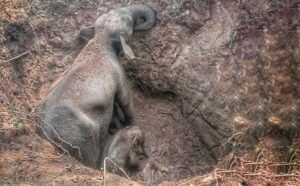 Read more about the article ପରିତ୍ୟକ୍ତ କୂଅରୁ ମା’ ଓ ଛୁଆ ହାତୀ ଉଦ୍ଧାର: ୫ ଘଣ୍ଟା ପରିଶ୍ରମ ପରେ ଜେସିବି ସାହାଯ୍ୟରେ ବାହାର କଲା ବନ କର୍ମଚାରୀ