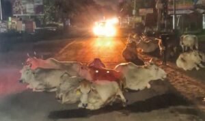 Read more about the article ଅନୁଗୁଳ-ଜରପଡା ରାସ୍ତାରେ ବୁଲା ଗୋରୁଙ୍କ ଦୌରାତ୍ମ୍ୟ: ଦୁର୍ଘଟଣା ଆଶଙ୍କା