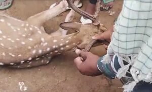 Read more about the article ଗାଁ ଭିତରକୁ ପଶି ଆସିଥିବା ଏକ ହରିଣ ଉଦ୍ଧାର, କୁକୁର ମୁହଁରୁ ବଞ୍ଚାଇଲେ ଗ୍ରାମବାସୀ