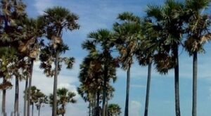 Read more about the article ଏଣିକି ମନ ଇଚ୍ଛା କାଟିପାରିବେନି ତାଳଗଛ: ନିଜ ବାରିର ଗଛ କାଟିଲେ ବି କଡ଼ା କାର୍ଯ୍ୟାନୁଷ୍ଠାନ