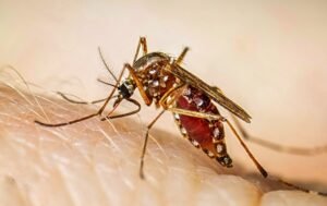 Read more about the article ବଢ଼ୁଛି ଡେଙ୍ଗୁ ସଂକ୍ରମଣ: ସ୍ୱାସ୍ଥ୍ୟ ବିଭାଗ ପକ୍ଷରୁ ସତର୍କତା ଜାରି