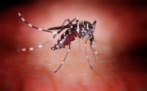 Read more about the article ଅନୁଗୁଳରେ ପୁଣି କାୟା ମେଲାଇବାରେ ଲାଗିଛି ଡେଙ୍ଗୁ, ଆଉ ୪ ଡେଙ୍ଗୁ ରୋଗୀ ଚିହ୍ନଟ