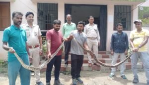 Read more about the article ଦୁଇ ଅଜଗର ଓ ଗୋଟିଏ ନାଗ ସାପ ଉଦ୍ଧାର, ଜଙ୍ଗଲରେ ଛାଡ଼ିଲେ ସର୍ପମିତ୍ର