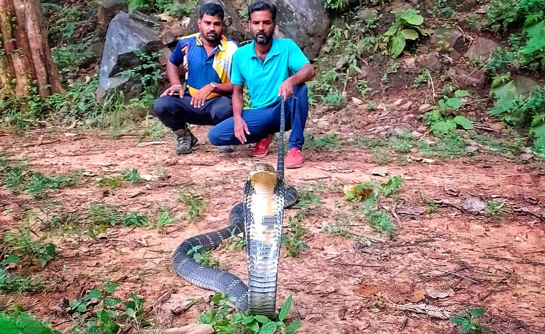 You are currently viewing ୧୨ ଫୁଟିଆ ଅହିରାଜ ଉଦ୍ଧାର, ଜଙ୍ଗଲରେ ଛାଡ଼ିଲେ ସର୍ପମିତ୍ର