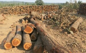 Read more about the article ଗତ ୨୩ ବର୍ଷରେ ୨୬ ଲକ୍ଷ ଗଛ କଟିଛି, ଖଣି ପାଇଁ ୯.୬୪ ଲକ୍ଷ
