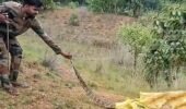 ପରିତ୍ୟକ୍ତ କୂଅରୁ ୧୫ ଫୁଟିଆ ଅଜଗର ଉଦ୍ଧାର, ଜଙ୍ଗଲରେ ଛାଡ଼ିଲା ବନ ବିଭାଗ