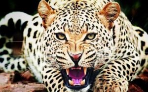 Read more about the article ଖୁସି ଖବର ! ଓଡ଼ିଶାରେ ଅଛନ୍ତି ୬୯୬ କଲରାପତରିଆ ବାଘ, ଗତବର୍ଷ ତୁଳନାରେ ବଢ଼ିଛି ସଂଖ୍ୟା