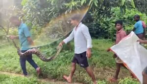 Read more about the article ବାଲିପଟ୍ଟାରୁ କୁକୁଡ଼ା ଗିଳିଥିବା ଅଜଗର ଉଦ୍ଧାର