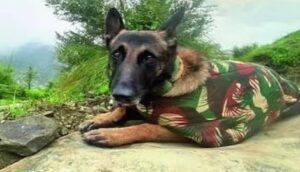 Read more about the article ସହିଦ ଶ୍ୱାନ ଯୋଦ୍ଧା ଫାଣ୍ଟମ୍‌କୁ ସେନା ଦେଲା ଶ୍ରଦ୍ଧାଞ୍ଜଳି