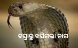 ବିଚ୍ ବଜାରରେ ସାପ ଧରାଳିଙ୍କ ବସ୍ତାରୁ ଖସିଗଲା ନାଗ