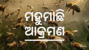 Read more about the article ମହୁମାଛି ଆକ୍ରମଣରେ ଚାରି ଜଣ ଗୁରୁତର, ହସ୍ପିଟାଲରେ ଭର୍ତ୍ତି