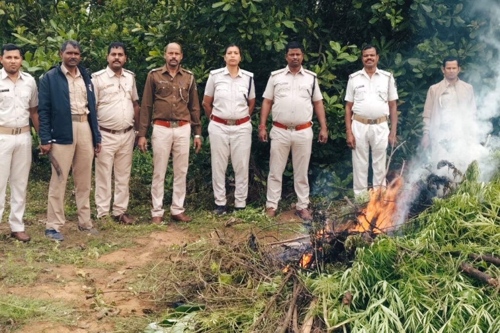 ଅନୁଗୁଳରେ ମାଡ଼ି ଚାଲିଛି ଗଞ୍ଜେଇ ଚାଷ: ଛେଣ୍ଡିପଦା ଅଞ୍ଚଳର ସରକାରୀ ଜମିରୁ ବିପୁଳ ପରିପକ୍ୱ ଗଞ୍ଜେଇ ଗଛ ନଷ୍ଟ କଲା ପୋଲିସ-ଅବକାରୀ ଟିମ୍