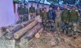 ପରା ଜଙ୍ଗଲରୁ ୩୯ ସିଏଫଟି ଶାଳ କାଠ ଜବତ