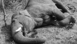Read more about the article ଦନ୍ତା ହାତୀର ଗୁଳିବିଦ୍ଧ ମୃତ ଦେହ ଠାବ, ଧାନଫସଲ ଖାଇବାକୁ ଆସିଥିବା ବେଳେ ହତ୍ୟା ସନ୍ଦେହ