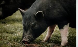 Read more about the article ଜାପାନୀ ଜ୍ଵର ନିରାକରଣ କାର୍ଯ୍ୟକ୍ରମ ଜୋରଦାର