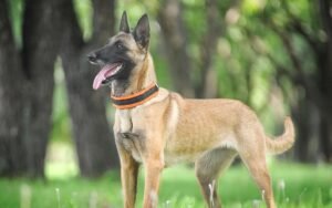 Read more about the article ଦେଶରେ ପ୍ରଥମ: ଅନୁଗୁଳ ଅଗ୍ନିଶମ ବାହିନୀକୁ ମିଳିବ କେ-୯