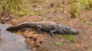 Read more about the article ଝାମ୍ପୁଲି ନଈରେ କୁମ୍ଭୀର ଆତଙ୍କ, ନଈକୁ ନ ଯିବାକୁ ପରାମର୍ଶ