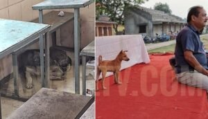 Read more about the article କୁକୁର ପାଇଁ କଲେଜ ପିଲା ନାକେଦମ