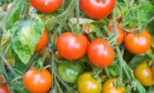 Read more about the article ଶାଗ ମାଛ ଦରରେ ବିକ୍ରି ହେଉଛି ଟମାଟୋ: କେଜି ପିଛା ୬୦ ଟଙ୍କାରୁ ୧.୬୦ଟଙ୍କାକୁ ଖସିଲା ଦର, ଚିନ୍ତାରେ ଚାଷୀ