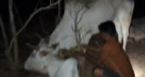 Read more about the article ଚାଲାଣ ବେଳେ ୧୭୦୦ରୁ ଊର୍ଦ୍ଧ୍ବ ଗୋରୁ ଉଦ୍ଧାର, ଗୋଚାଲାଣକାରୀଙ୍କ ଆକ୍ରମଣରେ ୨ ଗୁରୁତର