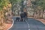ହାତୀ ଛୁଆ ପାଇଁ ଗାଁ ଲୋକଙ୍କ ପୂଜା ପାଠ