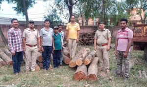 Read more about the article ସାନତ୍ରିବିଡ଼ାରେ ବନ ବିଭାଗର ଚଢ଼ଉ, ବିପୁଳ ଚୋରା କାଠ ଜବତ