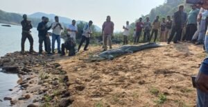 Read more about the article ସାତକୋଶିଆ ଗଣ୍ଡରେ ଛଡ଼ାଗଲା ୭ ଘଡ଼ିଆଳ, ପିସିସିଏଫଙ୍କ ଉପସ୍ଥିତିରେ ହେଲେ ମୁକ୍ତ