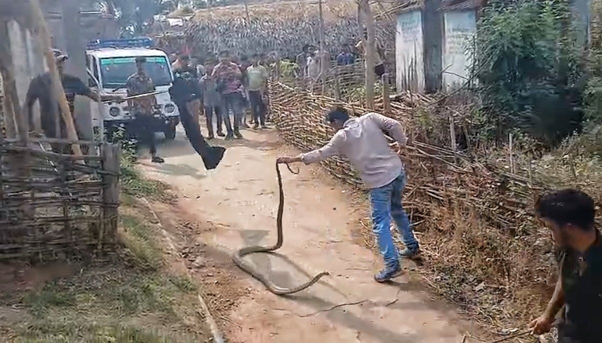 You are currently viewing କଂଜାରୁ ୧୩ ଫୁଟିଆ ବିଶାଳ ଅହିରାଜ ଉଦ୍ଧାର, ଜଙ୍ଗଲରେ ଛାଡ଼ିଲା ବନ ବିଭାଗ